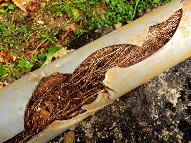 Removing Roots From Drain Pipes