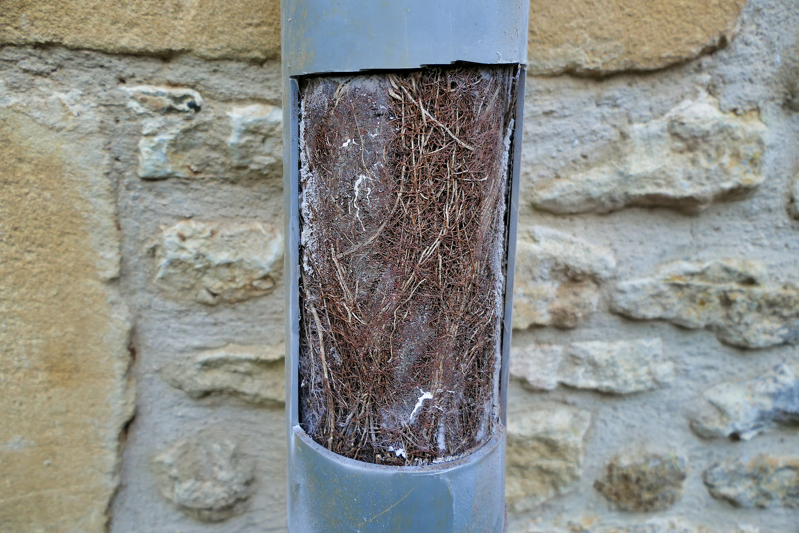 Why Tree Roots Keep Coming Back in Your Sewer Line and How to Stop Them